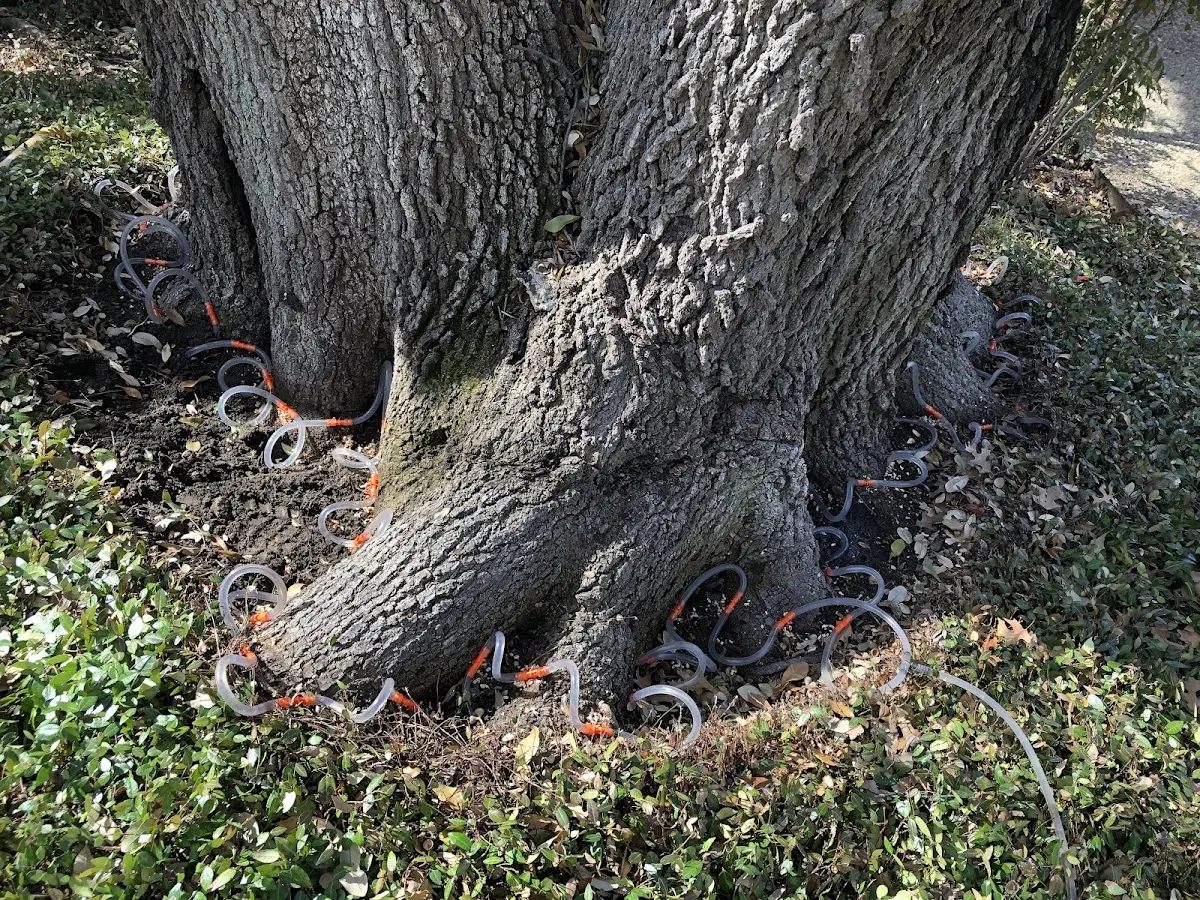 Detailed Tree Cabling and Bracing job site in South Haven