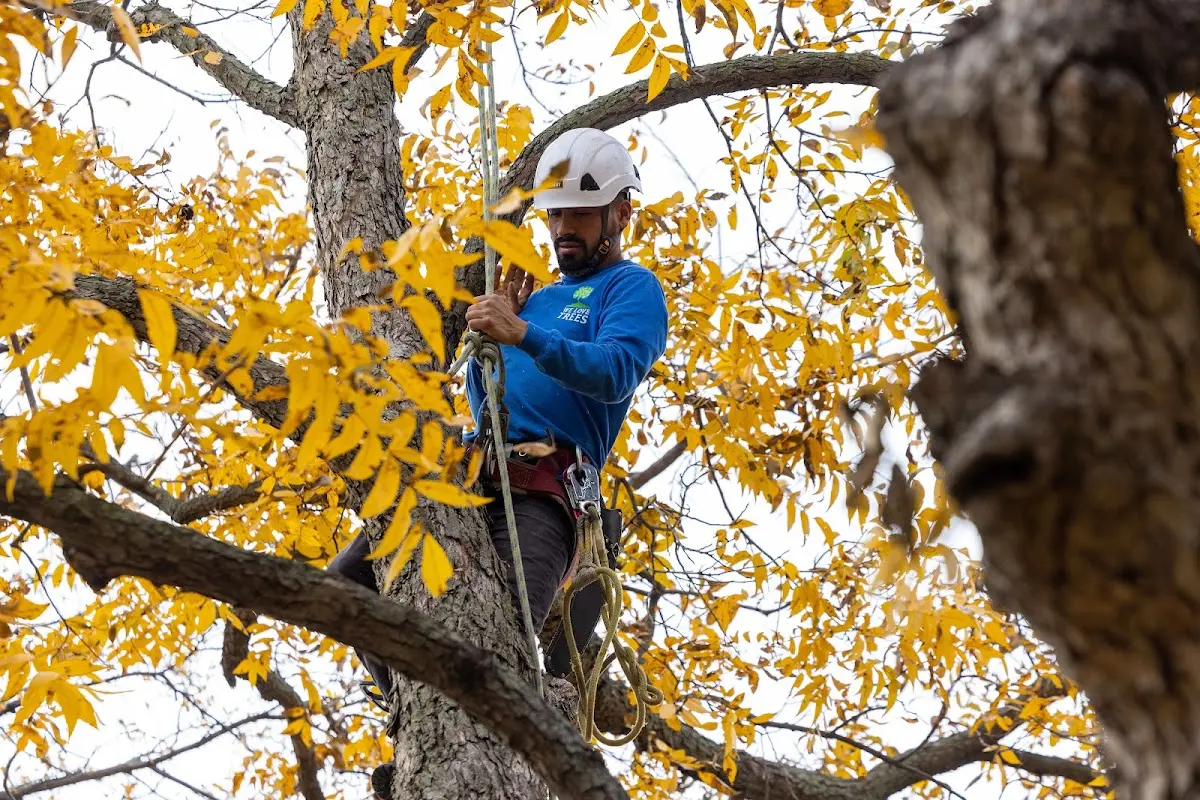 Skilled Tree Pruning crew working in South Haven